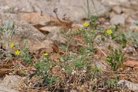 Attēlu rezultāti vaicājumam “Potentilla argentea bud”