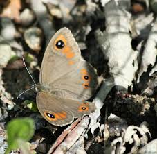 Attēlu rezultāti vaicājumam “Lasiommata petropolitana”