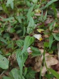 Attēlu rezultāti vaicājumam “Melampyrum pratense leaf”