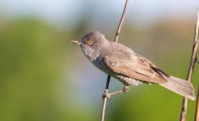 Attēlu rezultāti vaicājumam “Sylvia nisoria”