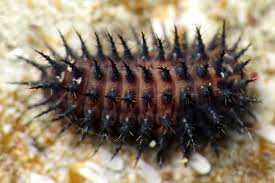 Attēlu rezultāti vaicājumam “Chilocorus renipustulatus”