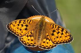 Attēlu rezultāti vaicājumam “Brenthis ino”