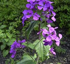 Attēlu rezultāti vaicājumam “Lunaria rediviva flower”
