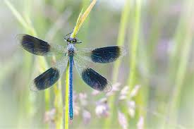 Attēlu rezultāti vaicājumam “Calopteryx splendens”