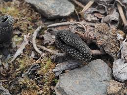 Attēlu rezultāti vaicājumam “Pseudoplectania nigrella”