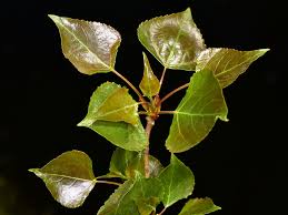 Attēlu rezultāti vaicājumam “Populus nigra”