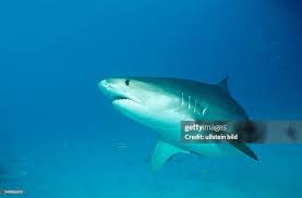 Image result for Galeocerdo cuvier