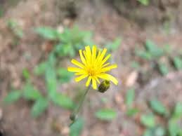 Attēlu rezultāti vaicājumam “Hieracium murorum leaf”