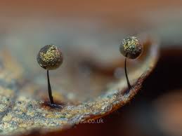 Attēlu rezultāti vaicājumam “Lamproderma violaceum”