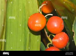 Attēlu rezultāti vaicājumam “Convallaria majalis fruit”