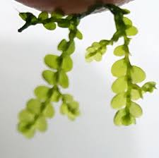 Attēlu rezultāti vaicājumam “Chiloscyphus polyanthos sporophyte”