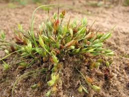 Attēlu rezultāti vaicājumam “Juncus nastanthus”