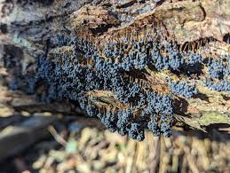 Attēlu rezultāti vaicājumam “Badhamia utricularis young”