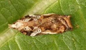 Attēlu rezultāti vaicājumam “Acleris cristana”