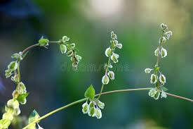 Attēlu rezultāti vaicājumam “Fallopia dumetorum”