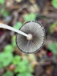 Attēlu rezultāti vaicājumam “Cudoniella clavus”