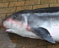 Image result for Kogia breviceps