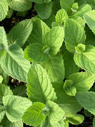 Attēlu rezultāti vaicājumam “Mentha x verticillata leaf”
