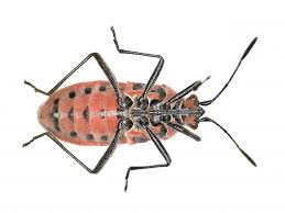 Attēlu rezultāti vaicājumam “Corizus hyoscyami”