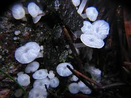 Attēlu rezultāti vaicājumam “Delicatula integrella”