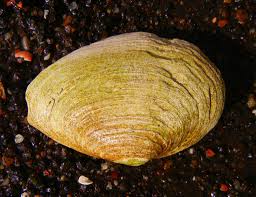 Attēlu rezultāti vaicājumam “Mya arenaria”