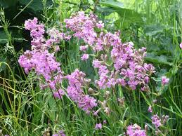 Image result for Pechnelke