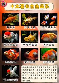 Image result for 金魚