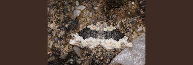 Attēlu rezultāti vaicājumam “Epirrhoe”