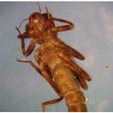 Attēlu rezultāti vaicājumam “Coenagrionidae”