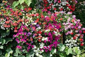 Image result for Begonia cucullata var. Hookeri