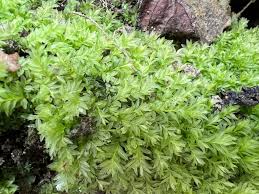 Attēlu rezultāti vaicājumam “Mnium stellare”