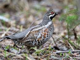Attēlu rezultāti vaicājumam “Tetrastes bonasia female”