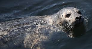 Image result for Phoca vitulina