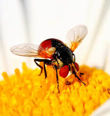 Attēlu rezultāti vaicājumam “Gymnosoma sp.”