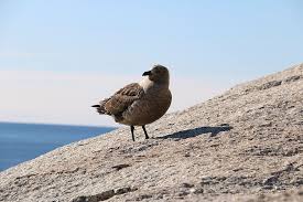 Image result for Stercorarius skua