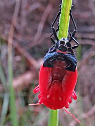 Attēlu rezultāti vaicājumam “Jalla dumosa imago”