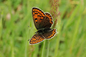 Attēlu rezultāti vaicājumam “Lycaena virgaureae female”