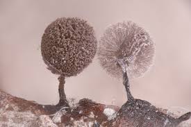 Attēlu rezultāti vaicājumam “Lamproderma violaceum”