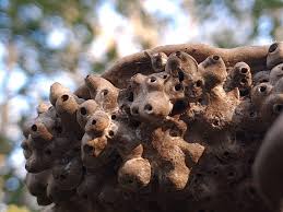 Attēlu rezultāti vaicājumam “Agathomyia wankowiczii”