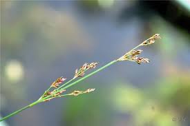 Attēlu rezultāti vaicājumam “Juncus gerardii”