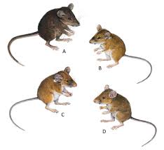 Attēlu rezultāti vaicājumam “Muridae”