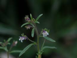 Attēlu rezultāti vaicājumam “Microrrhinum minus leaf”
