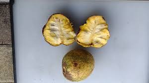 Attēlu rezultāti vaicājumam “Libanotis montana fruit”