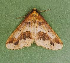 Attēlu rezultāti vaicājumam “Erannis defoliaria”