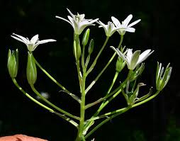 Attēlu rezultāti vaicājumam “Ornithogalum umbellatum flower”