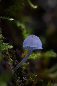 Attēlu rezultāti vaicājumam “Mycena pseudocorticola”