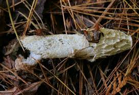 Attēlu rezultāti vaicājumam “Diachea dictyospora (syn. Craterium dictyosporum) stalked”