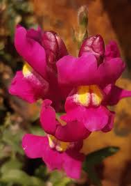 Image result for Antirrhinum majus maximum