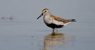 Attēlu rezultāti vaicājumam “Calidris alpina”