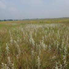 Attēlu rezultāti vaicājumam “Comatricha laxa stalked”